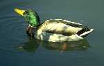 Representation of Mallard Duck