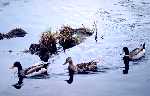 Representation of Mother duck with ducklings.
