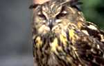 Representation of Great Horned Owl