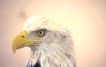 Representation of Bald Eagle