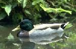 Representation of Mallard Duck